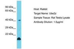 Image no. 1 for anti-Ubiquitin-Conjugating Enzyme E2Z (UBE2Z) (AA 208-257) antibody (ABIN6750494) (UBE2Z 抗体  (AA 208-257))