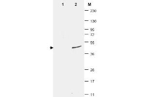 Western Blotting (WB) image for anti-Small Ubiquitin Related Modifier Protein 1 (SUMO1) antibody (ABIN400792) (SUMO1 抗体)