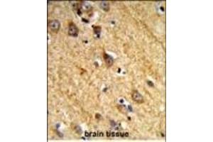 Formalin-fixed and paraffin-embedded human brain tissue reacted with JAKMIP1 Antibody (Center), which was peroxidase-conjugated to the secondary antibody, followed by DAB staining. (JAKMIP1 抗体  (AA 270-297))