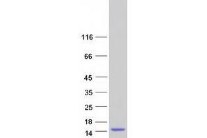Western Blotting (WB) image for G Protein gamma Transducing Activity Polypeptide 1 (GNGT1) protein (Myc-DYKDDDDK Tag) (ABIN2721503)