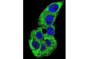 Immunofluorescence (IF) image for anti-Actin, gamma 1 (ACTG1) antibody (ABIN3002670) (Actin, gamma 1 抗体)