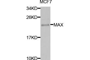 Western blot analysis of extracts of MCF-7 cells, using MAX antibody (ABIN5971184) at 1/1000 dilution. (MAX 抗体)
