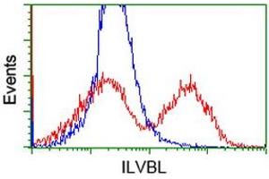 HEK293T cells transfected with either RC203987 overexpress plasmid (Red) or empty vector control plasmid (Blue) were immunostained by anti-ILVBL antibody (ABIN2454746), and then analyzed by flow cytometry. (ILVBL 抗体)
