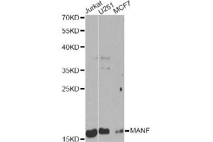 Western blot analysis of extracts of various cell lines, using MANF Antibody (ABIN6291535) at 1:1000 dilution. (MANF 抗体)