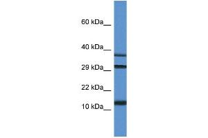 WB Suggested Anti-Ubl3 Antibody Titration: 1. (UBL3 抗体  (C-Term))
