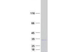 Western Blotting (WB) image for Transcription Elongation Factor A (SII)-Like 1 (TCEAL1) (Transcript Variant 1) protein (Myc-DYKDDDDK Tag) (ABIN2733343)