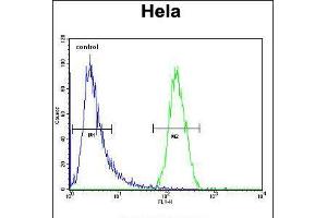 Flow cytometric analysis of Hela cells (right histogram) compared to a negative control cell (left histogram). (TRIM38 抗体  (C-Term))
