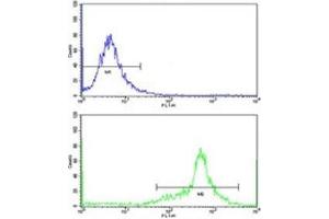 Flow cytometric analysis of WiDr cells using IGFBP6 antibody (green) compared to a negative control (blue). (IGFBP6 抗体  (AA 176-200))