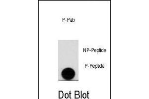 Dot blot analysis of anti-Phospho-LEO1-pS10 Antibody (ABIN389964 and ABIN2839762) on nitrocellulose membrane. (LEO1 抗体  (pSer10))