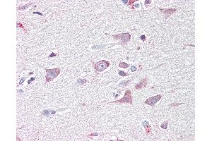 Anti-GOLGA6 antibody IHC of human brain, cortex. (GOLGA6A 抗体  (AA 536-547))