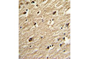 Formalin-fixed and paraffin-embedded human brain tissue reacted with the primary antibody, which was peroxidase-conjugated to the secondary antibody, followed by DAB staining. (PIAS4 抗体  (C-Term))