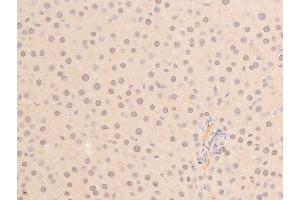 ABIN6267288 at 1/100 staining mouse liver tissue sections by IHC-P. (p53 抗体  (pSer392))