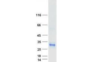 Western Blotting (WB) image for C-Type Lectin Domain Family 4, Member D (CLEC4D) protein (Myc-DYKDDDDK Tag) (ABIN2712868)