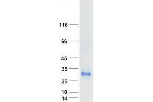 Validation with Western Blot (CLEC4D Protein (Myc-DYKDDDDK Tag))