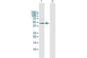 Western Blot analysis of RRAGB expression in transfected 293T cell line by RRAGB MaxPab polyclonal antibody. (RRAGB 抗体  (AA 1-374))