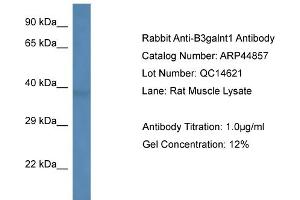 WB Suggested Anti-B3galnt1 Antibody   Titration: 1.