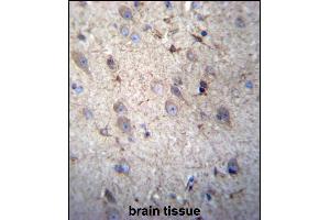 GSTM5 Antibody (N-term) (ABIN656656 and ABIN2845897) immunohistochemistry analysis in formalin fixed and paraffin embedded human brain tissue followed by peroxidase conjugation of the secondary antibody and DAB staining. (GSTM5 抗体  (N-Term))