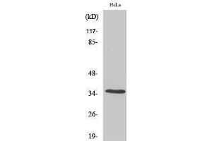Western Blotting (WB) image for anti-Olfactory Receptor, Family 5, Subfamily F, Member 1 (OR5F1) (C-Term) antibody (ABIN3186154) (OR5F1 抗体  (C-Term))