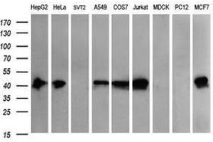 Image no. 2 for anti-THUMP Domain Containing 1 (THUMPD1) antibody (ABIN1501384) (THUMPD1 抗体)