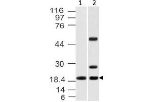 Image no. 1 for anti-Interleukin 37 (IL37) antibody (ABIN5027737) (IL-37 抗体)