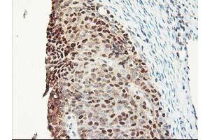 Image no. 11 for anti-NIF3 NGG1 Interacting Factor 3-Like 1 (NIF3L1) antibody (ABIN1496615) (NIF3L1 抗体)