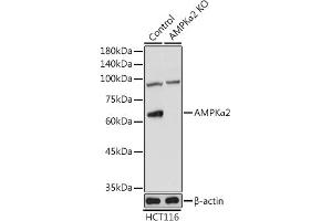 Western blot analysis of extracts from normal (control) and AMPKα2 Rabbit pAb knockout (KO) HCT116 cells, using AMPKα2 Rabbit pAb antibody (ABIN6129904, ABIN6146171, ABIN6146173 and ABIN6223184) at 1:1000 dilution. (PRKAA2 抗体  (AA 343-552))