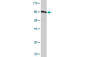 Western Blot detection against Immunogen (81. (TOE1 抗体  (AA 1-510))