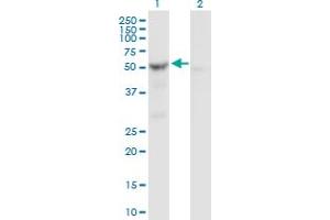 Western Blot analysis of SHMT2 expression in transfected 293T cell line by SHMT2 MaxPab polyclonal antibody. (SHMT2 抗体  (AA 1-504))