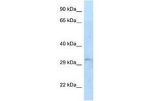 Image no. 1 for anti-TIP41-like protein (TIPRL) (AA 57-106) antibody (ABIN6747644) (TIPRL 抗体  (AA 57-106))