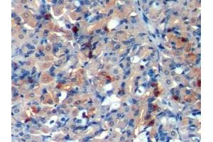 Detection of CHGA in Porcine Stomach Tissue using Polyclonal Antibody to Chromogranin A (CHGA) (Chromogranin A 抗体  (AA 17-446))