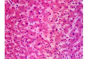 Anti-SIK1 / SNF1LK antibody IHC of human liver. (SIK1 抗体  (AA 1-101))