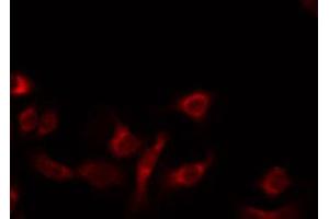 ABIN6274730 staining 293 by IF/ICC. (MRPL14 抗体  (C-Term))