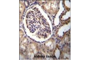 AKR1C3 Antibody (Center) (ABIN655603 and ABIN2845087) immunohistochemistry analysis in formalin fixed and paraffin embedded human kidney tissue followed by peroxidase conjugation of the secondary antibody and DAB staining.
