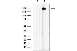 Western blot analysis of lysates from NIH/3 cells, using MYO18A Antibody.