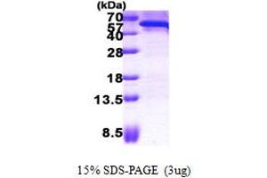 Cell Division Cycle 123 Homolog (CDC123) (AA 1-336) protein (His tag)