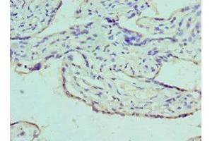 Immunohistochemistry of paraffin-embedded human placenta tissue using ABIN7145136 at dilution of 1:100 (Azurocidin 抗体  (AA 27-251))