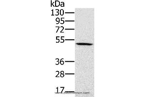 Western blot analysis of 231 cell, using PSMC2 Polyclonal Antibody at dilution of 1:500 (PSMC2 抗体)