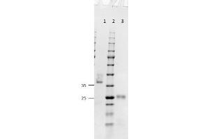 SDS-PAGE results of Goat Fab Anti-Mouse IgG (H&L) Antibody. (山羊 anti-小鼠 IgG (Heavy & Light Chain) Antibody - Preadsorbed)