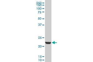 EFHD1 monoclonal antibody (M09), clone 1A8 Western Blot analysis of EFHD1 expression in K-562 . (EFHD1 抗体  (AA 168-238))
