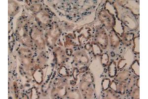 IHC-P analysis of Human Kidney Tissue, with DAB staining. (PLA2G4A 抗体  (AA 563-749))