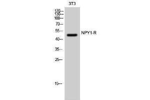 Western Blotting (WB) image for anti-Neuropeptide Y Receptor Y1 (NPY1R) (Internal Region) antibody (ABIN3185950) (NPY1R 抗体  (Internal Region))