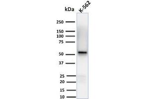 Western Blot Analysis of human K-562 cell lysates using Spastin Mouse Monoclonal Antibody (Sp 6C6). (Spastin 抗体)