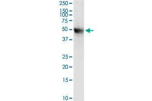 MECP2 MaxPab rabbit polyclonal antibody. (MECP2 抗体  (AA 1-486))