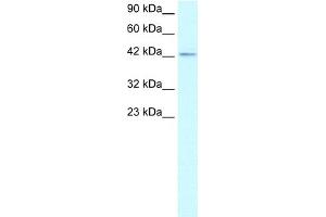 WB Suggested Anti-ZNF207 Antibody Titration:  1. (ZNF207 抗体  (Middle Region))