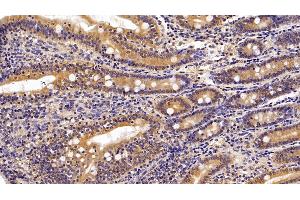 Detection of NEU in Porcine Small intestine Tissue using Polyclonal Antibody to Neuraminidase (NEU) (NEU1 抗体  (AA 47-415))