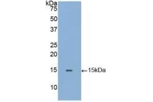 Detection of Recombinant GLa, Human using Polyclonal Antibody to Galactosidase Alpha (GLa) (GLA 抗体  (AA 1-80))