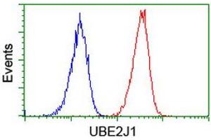 Image no. 2 for anti-Ubiquitin-Conjugating Enzyme E2, J1, U (UBE2J1) antibody (ABIN1501639) (UBE2J1 抗体)