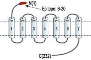 anti-Melanocortin 4 Receptor (MC4R) (AA 6-20), (Extracellular), (N-Term) antibody