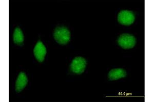 Immunofluorescence of purified MaxPab antibody to NAP1L2 on HeLa cell. (NAP1L2 抗体  (AA 1-460))