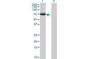 Western Blot analysis of SLC39A5 expression in transfected 293T cell line by SLC39A5 MaxPab polyclonal antibody. (SLC39A5 抗体  (AA 1-539))